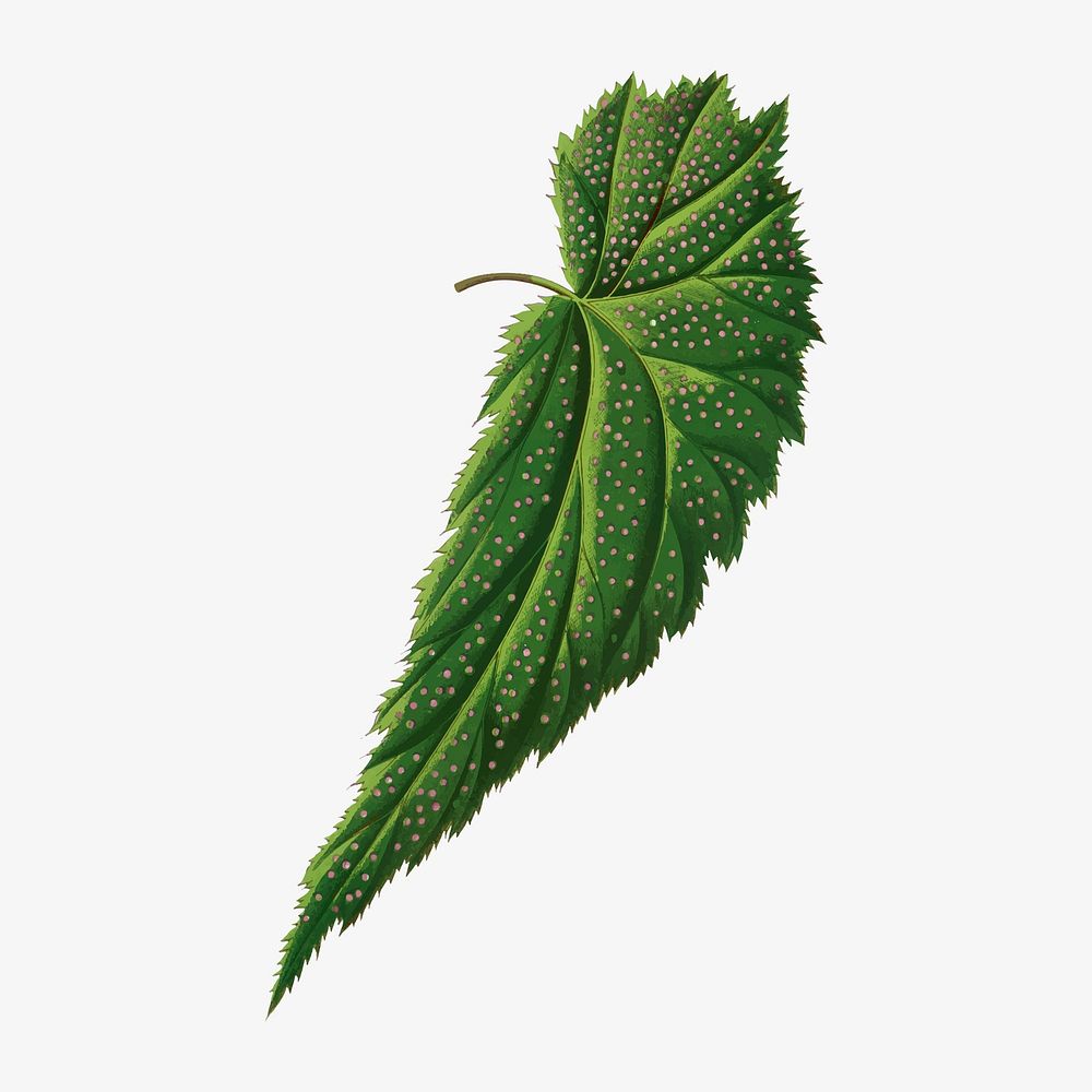 Begonia leaf vintage illustration, green nature graphic vector