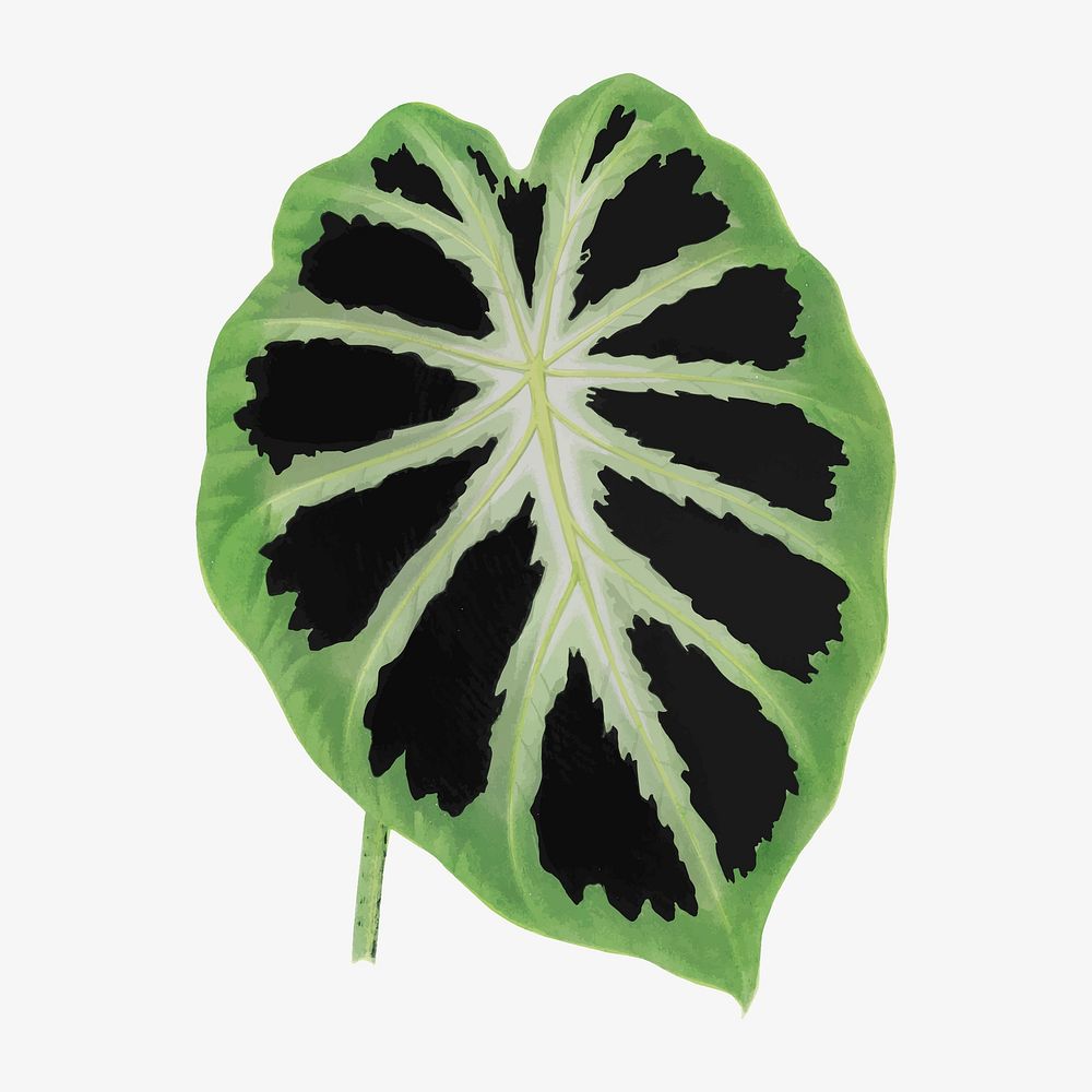Alocasia leaf vintage illustration, green nature graphic vector