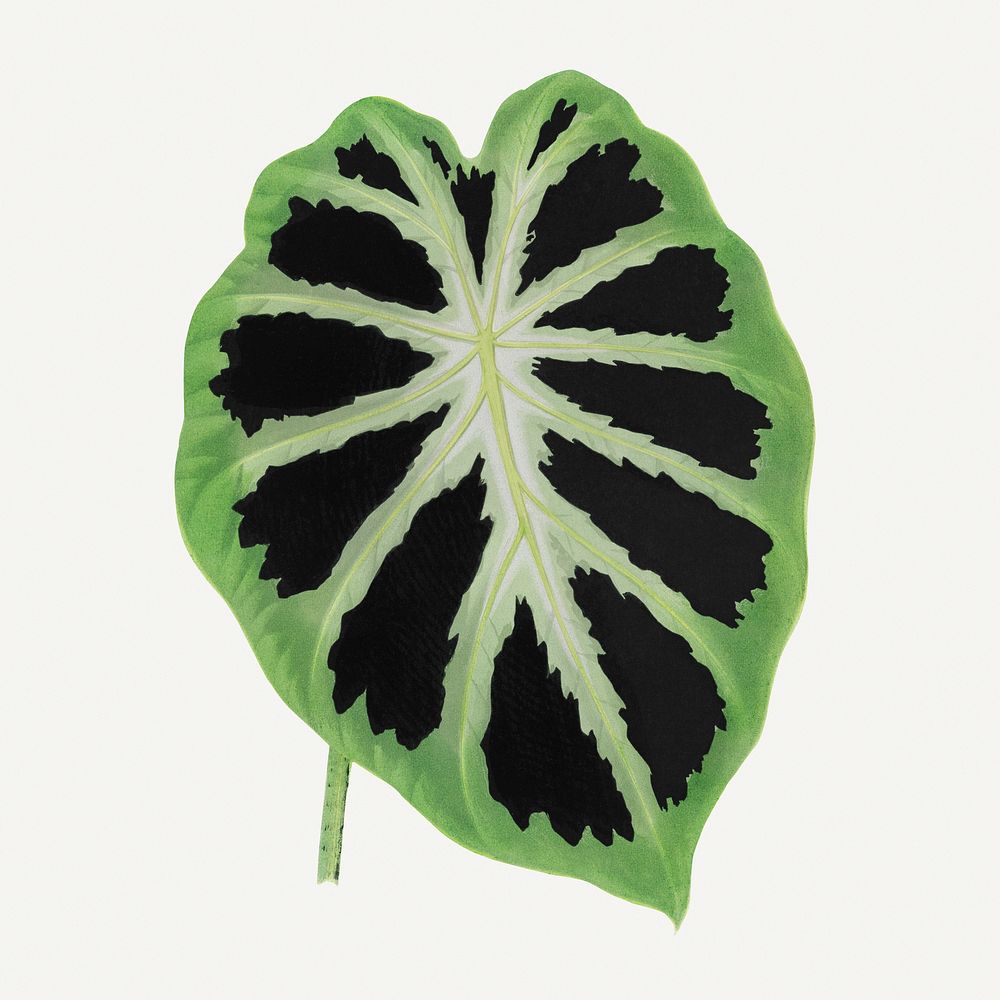 Alocasia leaf vintage illustration, green nature graphic
