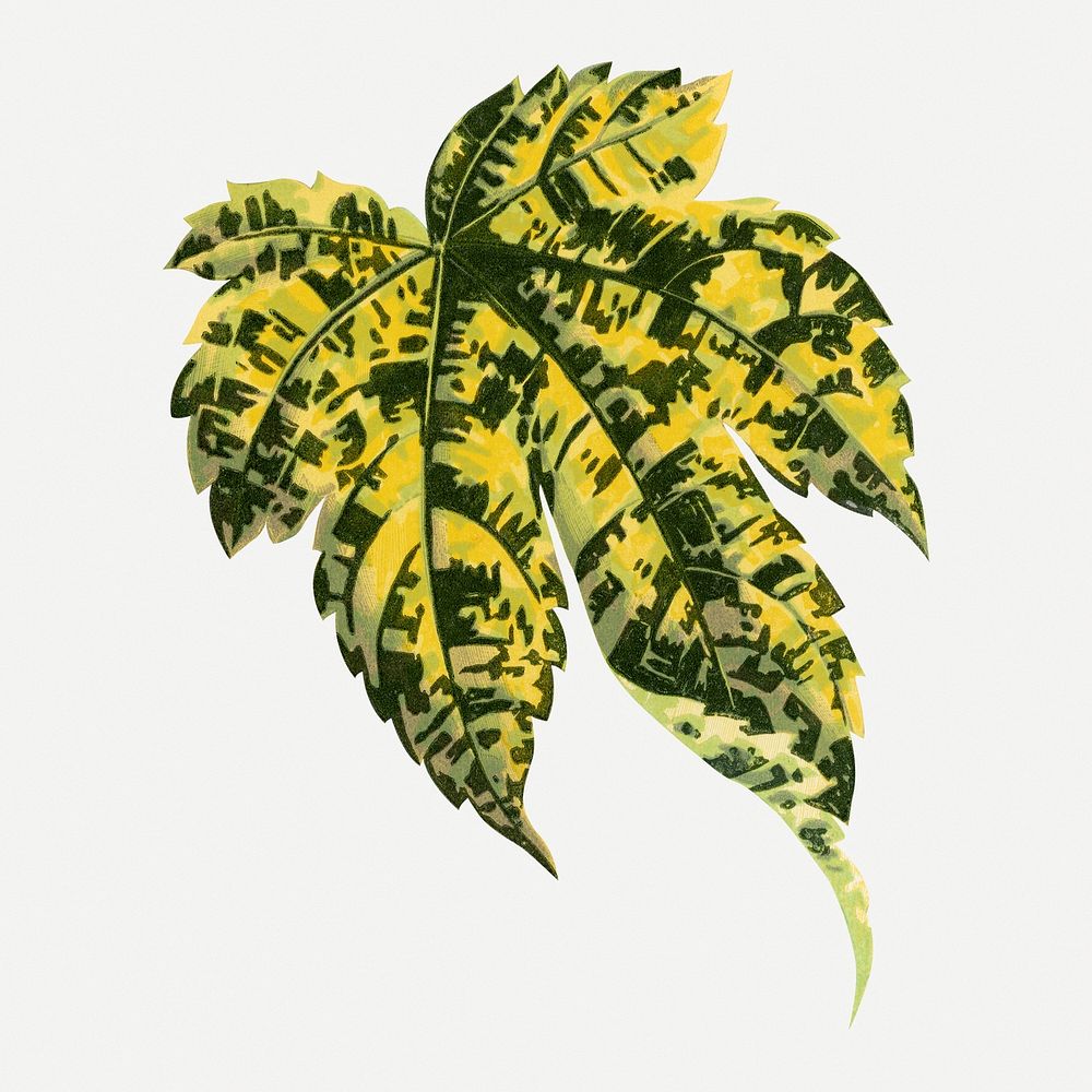 Green leaf collage element, botanical illustration psd