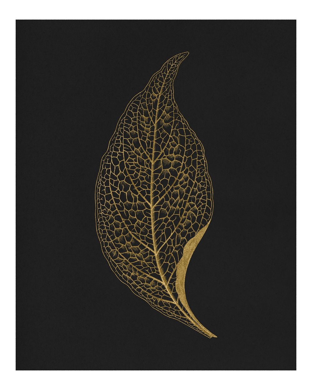Gold leaf poster, vintage nature on black background