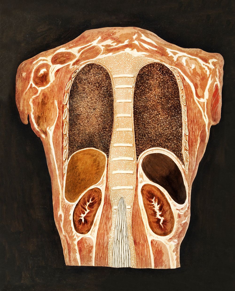 Anatomische studie van de organen in de borstkas, gezien vanuit de rug (1778&ndash;1838) print in high resolution by…