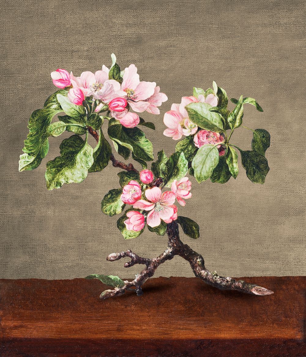 Vintage pink apple blossom flower illustration botanical wall art