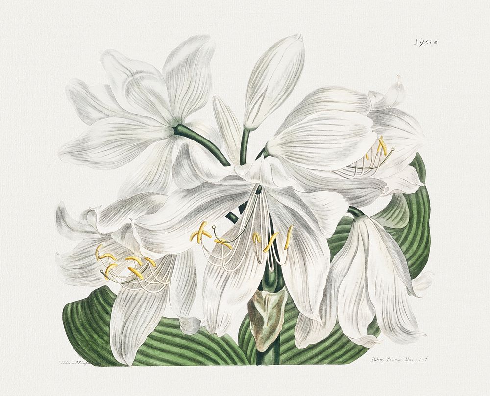 The Botanical Magazine or Flower Garden Displayed: White Cape&ndash;Coast Lily (1806) by Sydenham Edwards. Original from The…