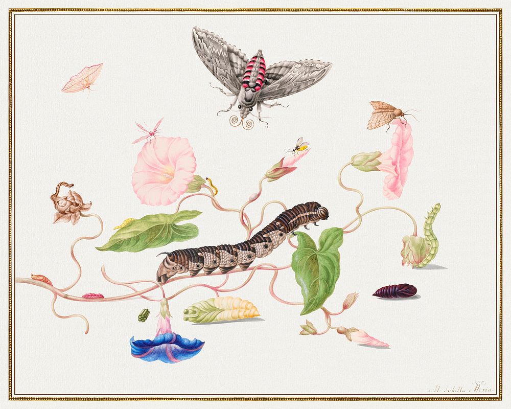 Vintage morning glory flower and insect metamorphosis illustration botanical art print