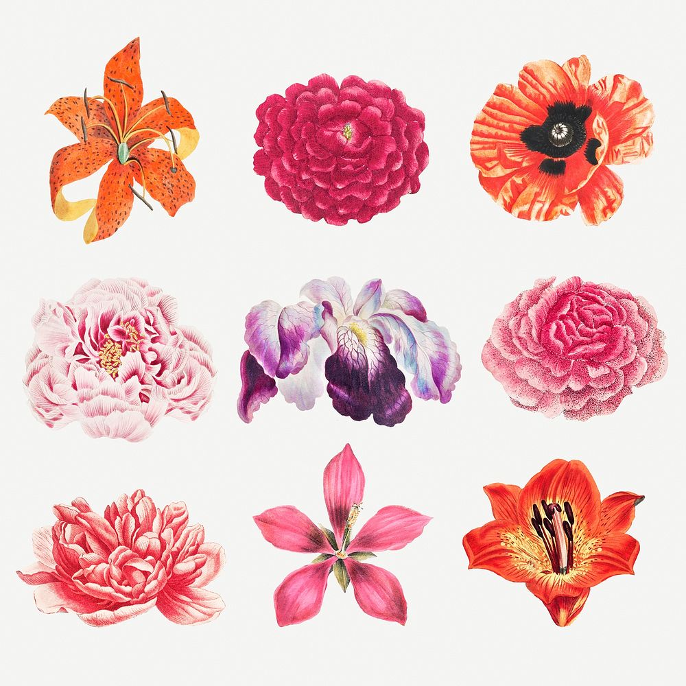 Beautiful vintage flower illustrations set