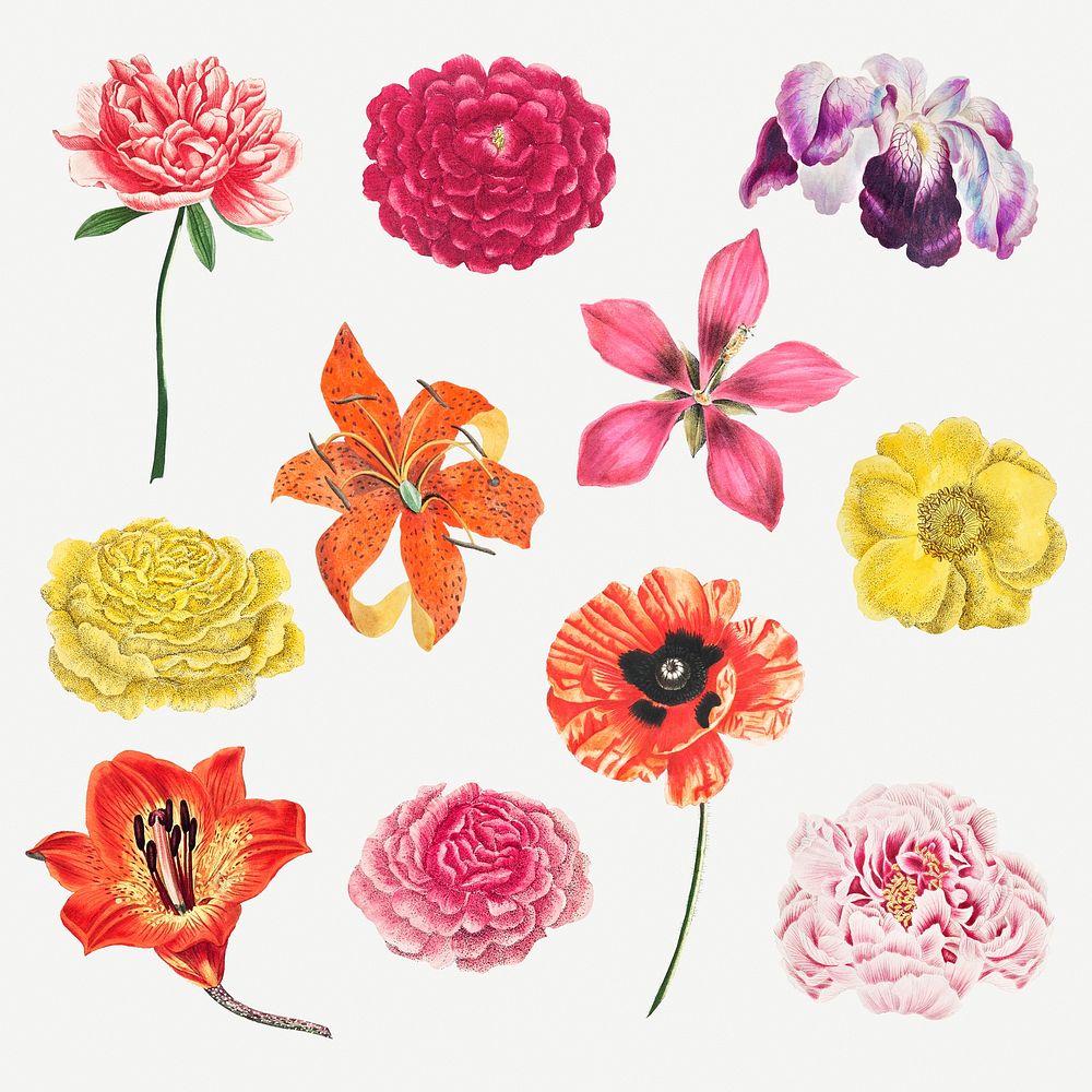 Beautiful vintage flower illustrations set