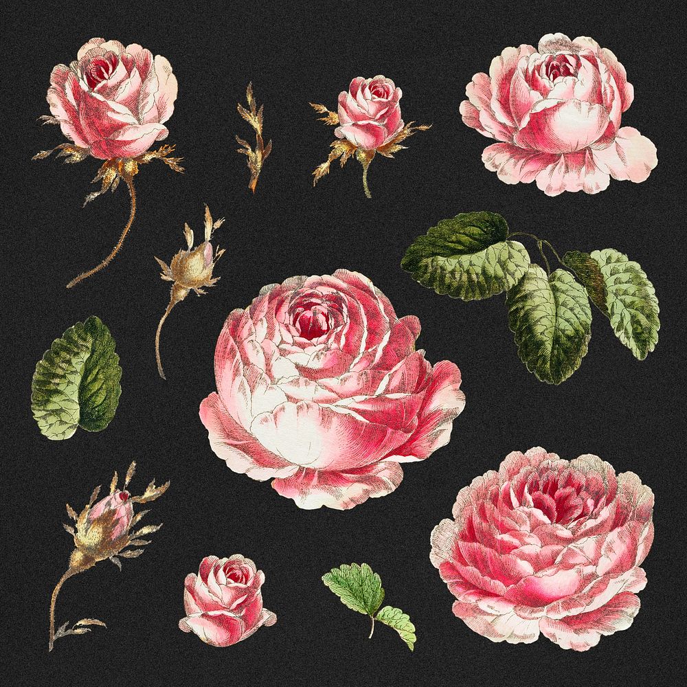 Vintage pink roses illustration set
