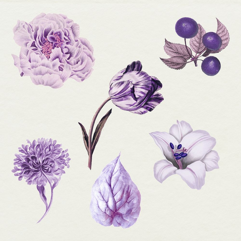 Vintage purple flower, fruit and leaf collection