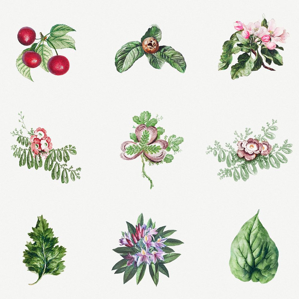 Vintage flower, leaf and fruit illustration set