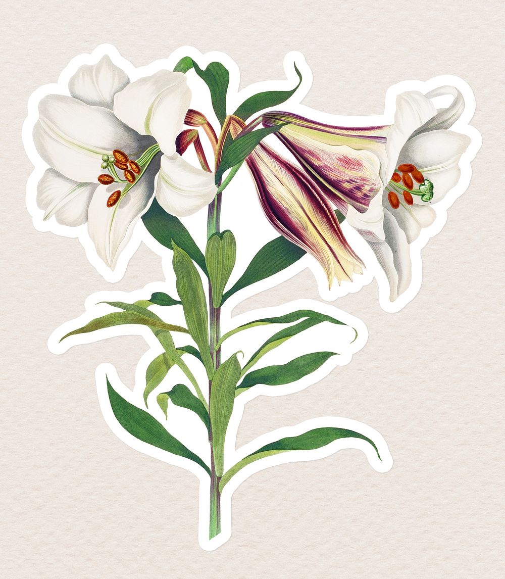 Vintage Japanese lily flower sticker with white border