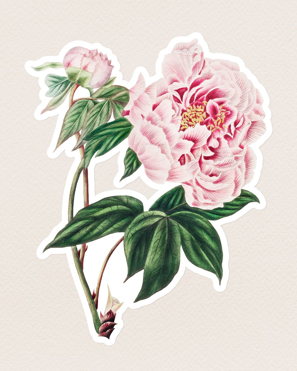 Vintage Chinese tree peony flower sticker with white border
