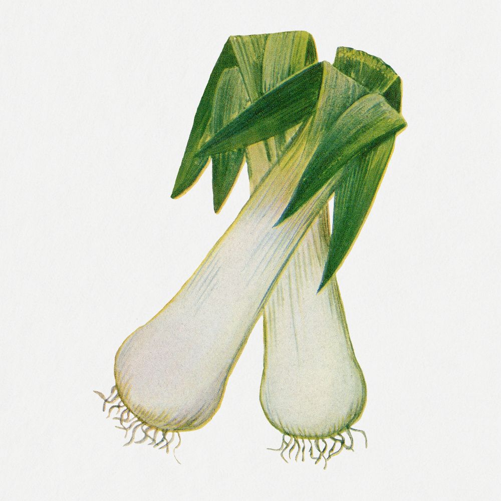 Leek sticker, vintage watercolor illustration psd, digitally enhanced from our own original copy of The Open Door to…