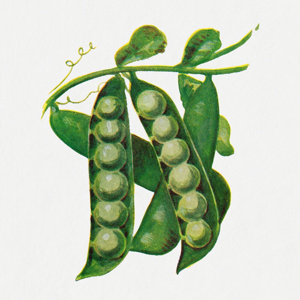 Peas sticker, vintage watercolor illustration psd, digitally enhanced from our own original copy of The Open Door to…