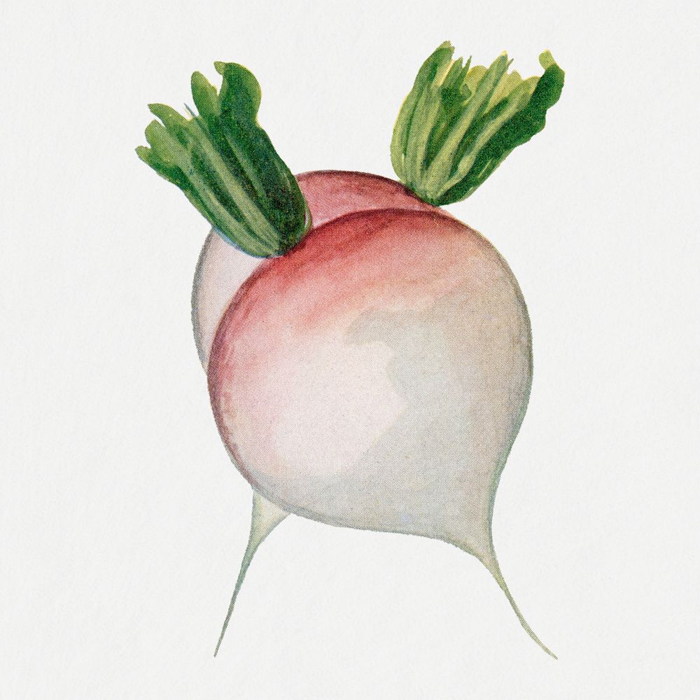 Turnip clip art, vintage watercolor illustration psd, digitally enhanced from our own original copy of The Open Door to…