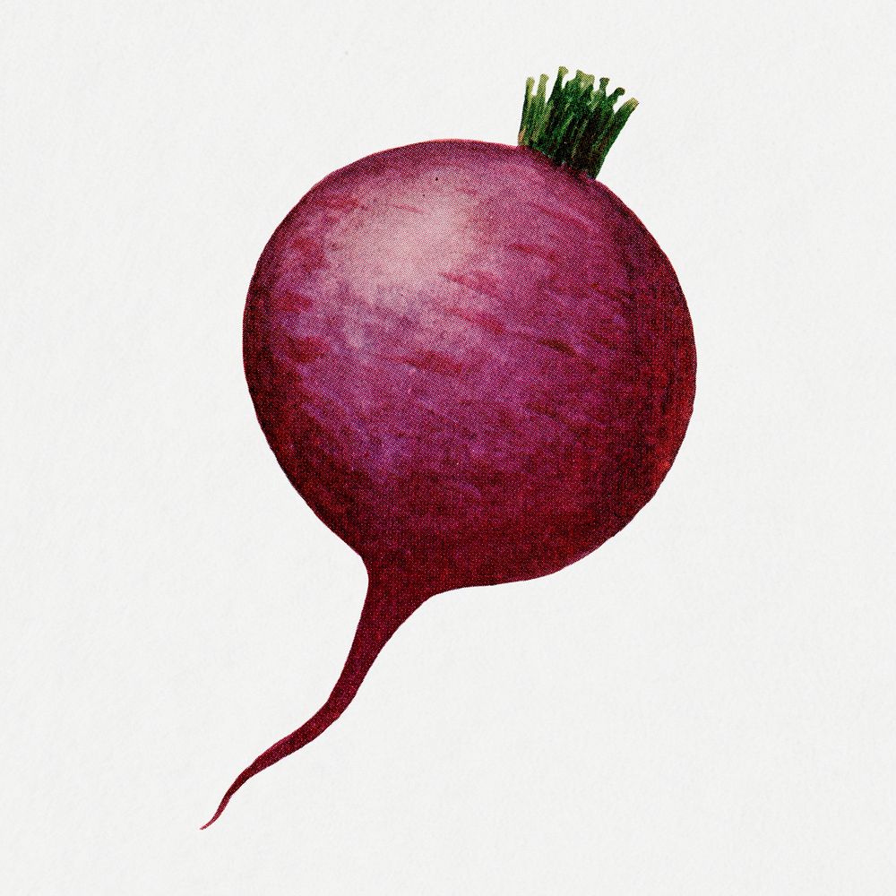 Beet clip art, vintage watercolor illustration psd, digitally enhanced from our own original copy of The Open Door to…