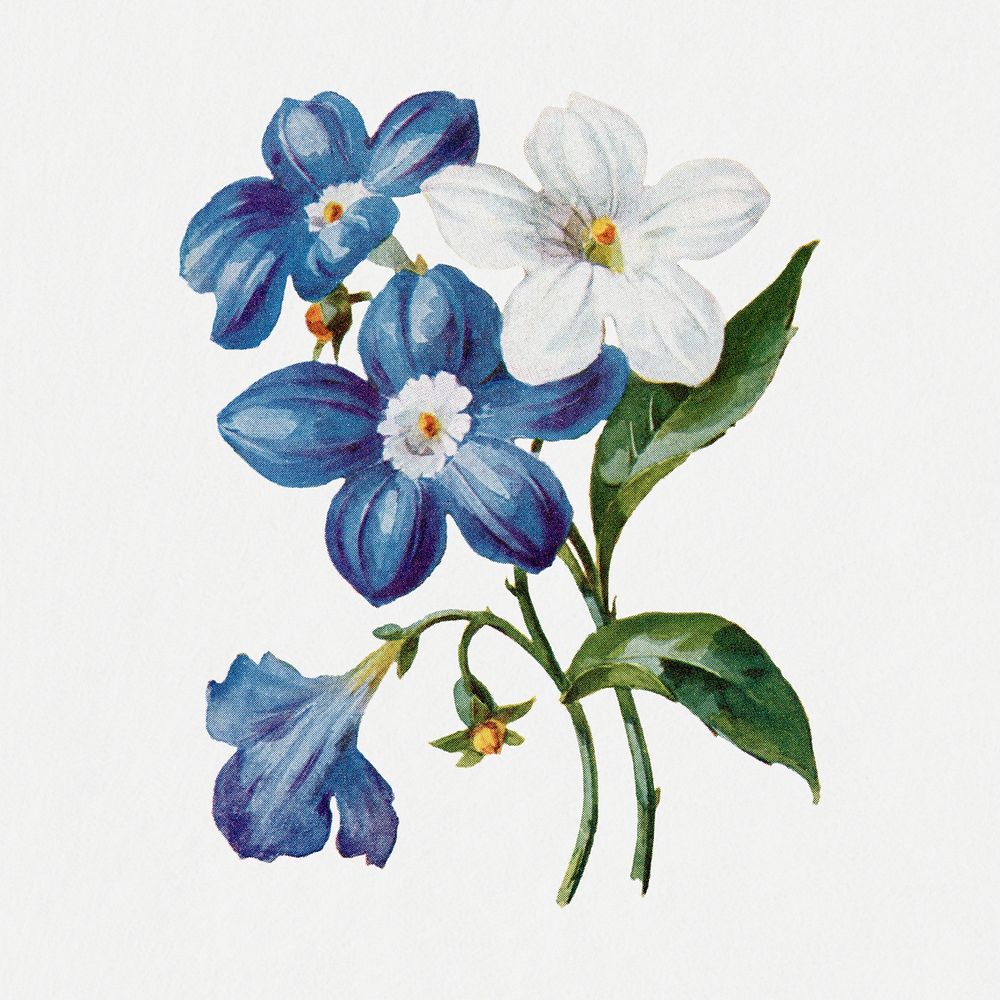 Browallia flower sticker, vintage botanical illustration psd, digitally enhanced from our own original copy of The Open Door…