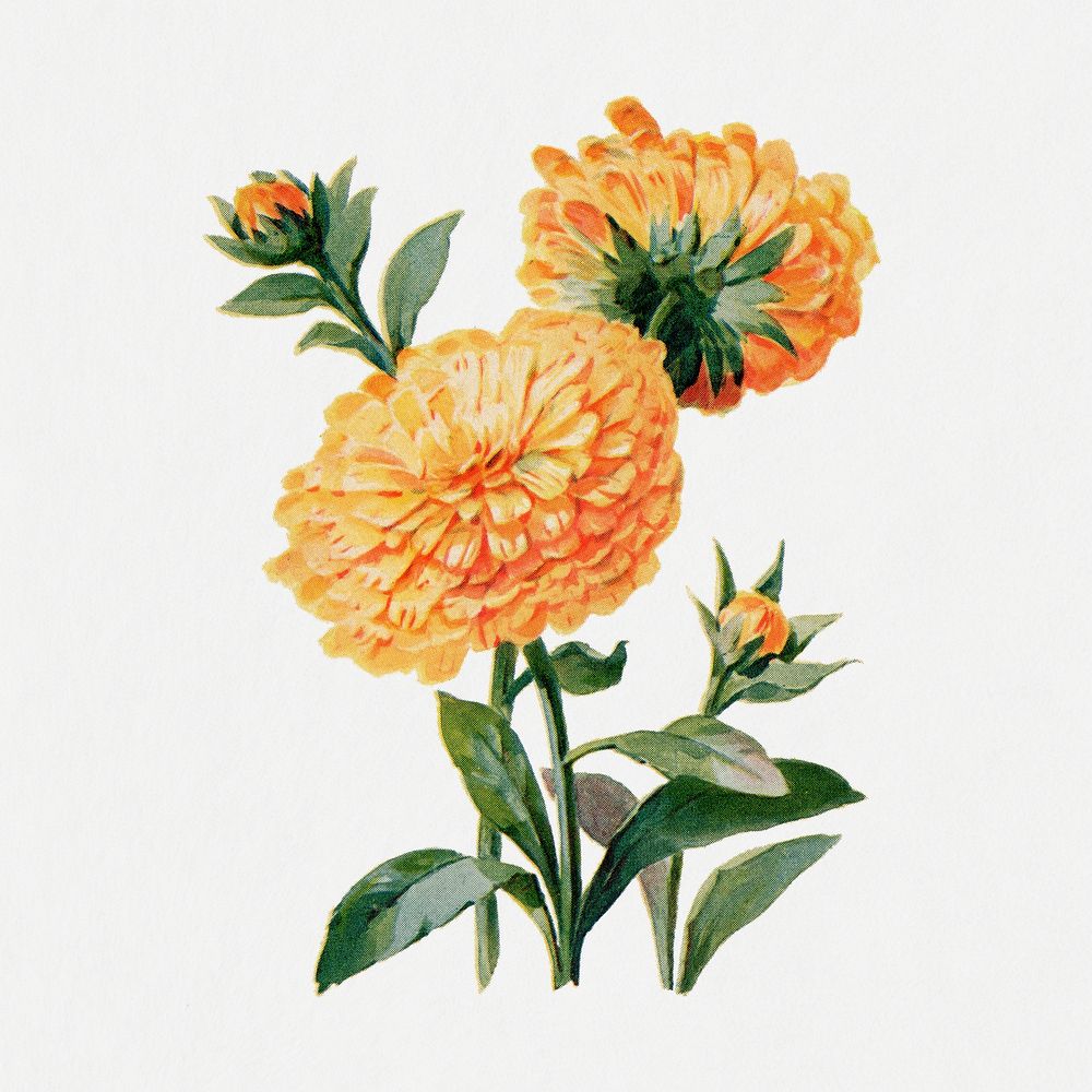 Vintage Calendula flower sticker, watercolor illustration psd, digitally enhanced from our own original copy of The Open…