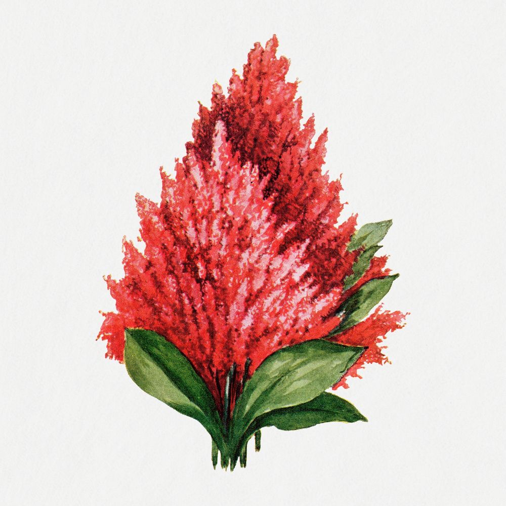 Celosia flower collage element, watercolor botanical clipart psd, digitally enhanced from our own original copy of The Open…