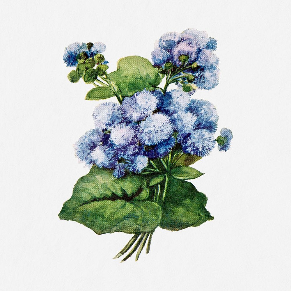 Ageratum flower illustration, vintage watercolor design, digitally enhanced from our own original copy of The Open Door to…