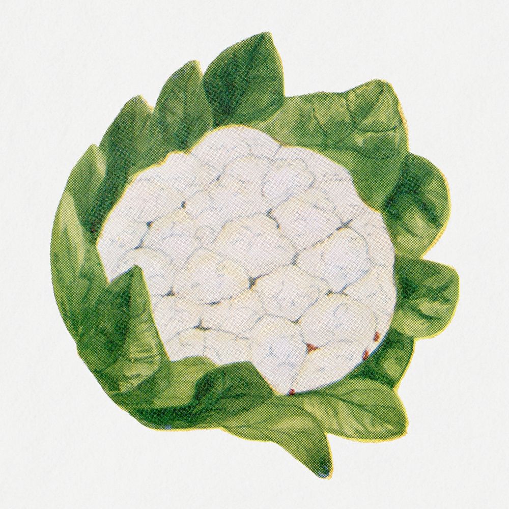 Cauliflower sticker, vintage watercolor illustration psd, digitally enhanced from our own original copy of The Open Door to…