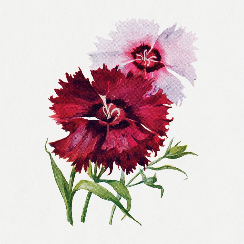Flower flower clipart, vintage botanical | Premium PSD Illustration ...
