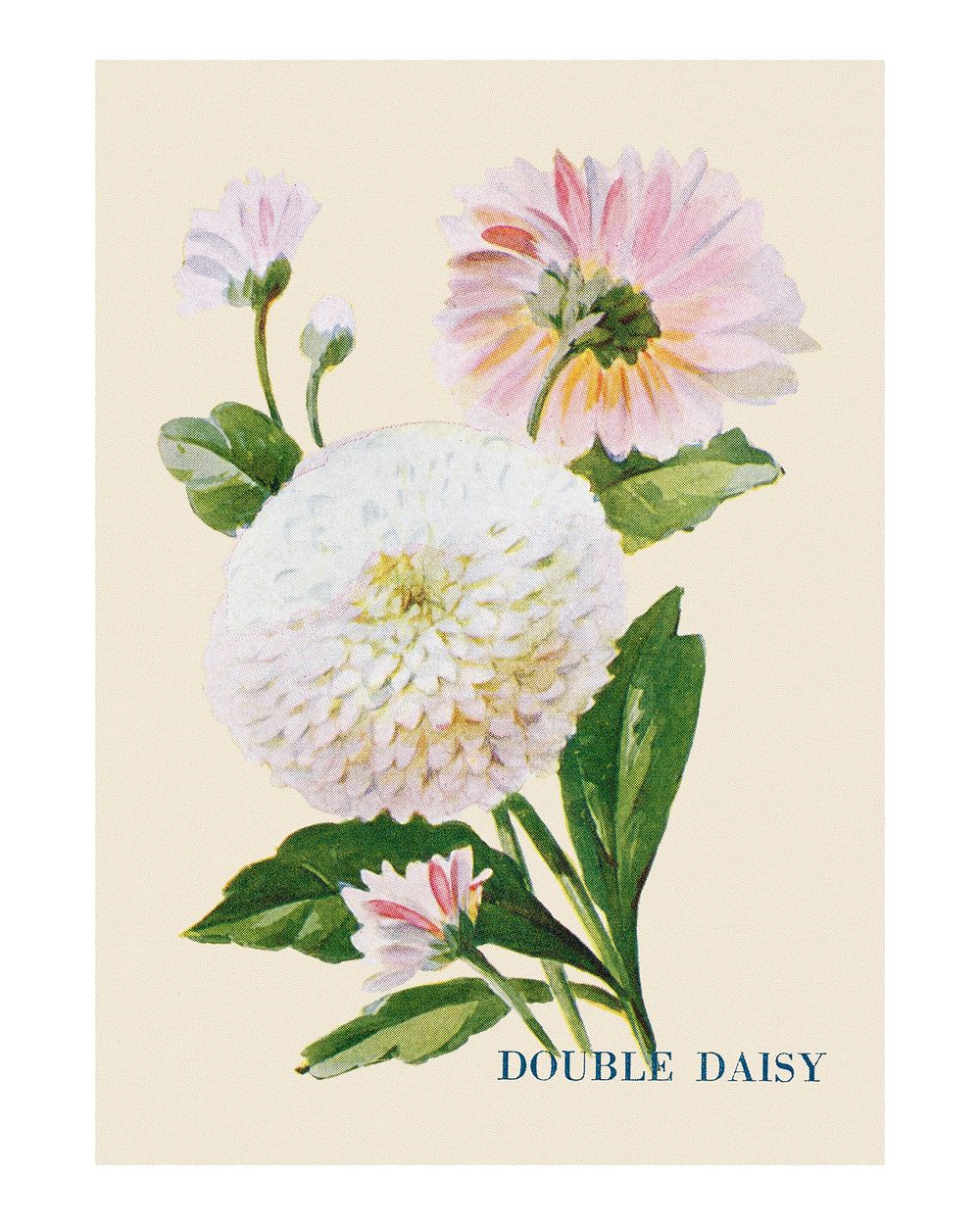 Double Daisy flower poster, vintage watercolor painting, digitally enhanced from our own original copy of The Open Door to…
