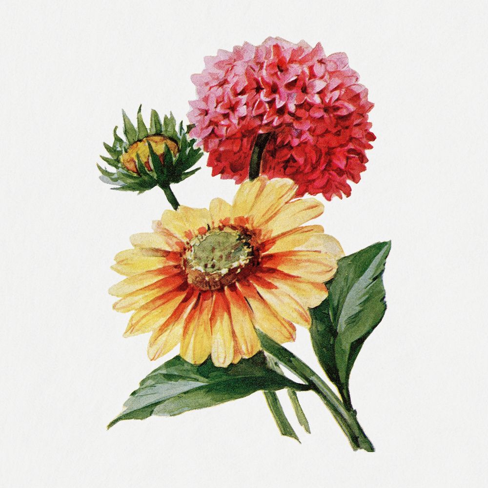 Gaillardia flower sticker, vintage illustration psd, digitally enhanced from our own original copy of The Open Door to…