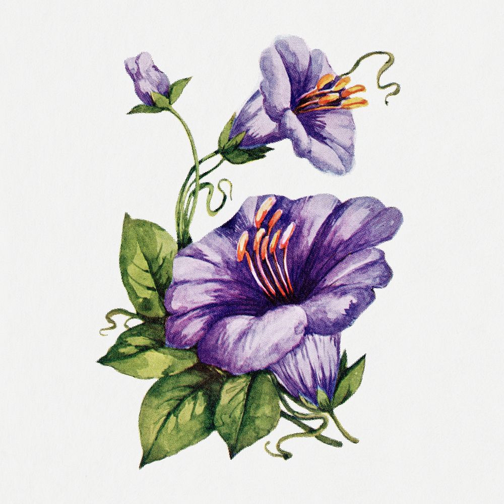 Purple Coboea flower sticker, vintage illustration psd, digitally enhanced from our own original copy of The Open Door to…