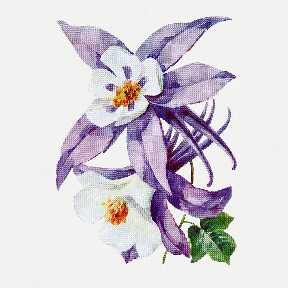 Purple columbine flower sticker, vintage illustration psd, digitally enhanced from our own original copy of The Open Door to…