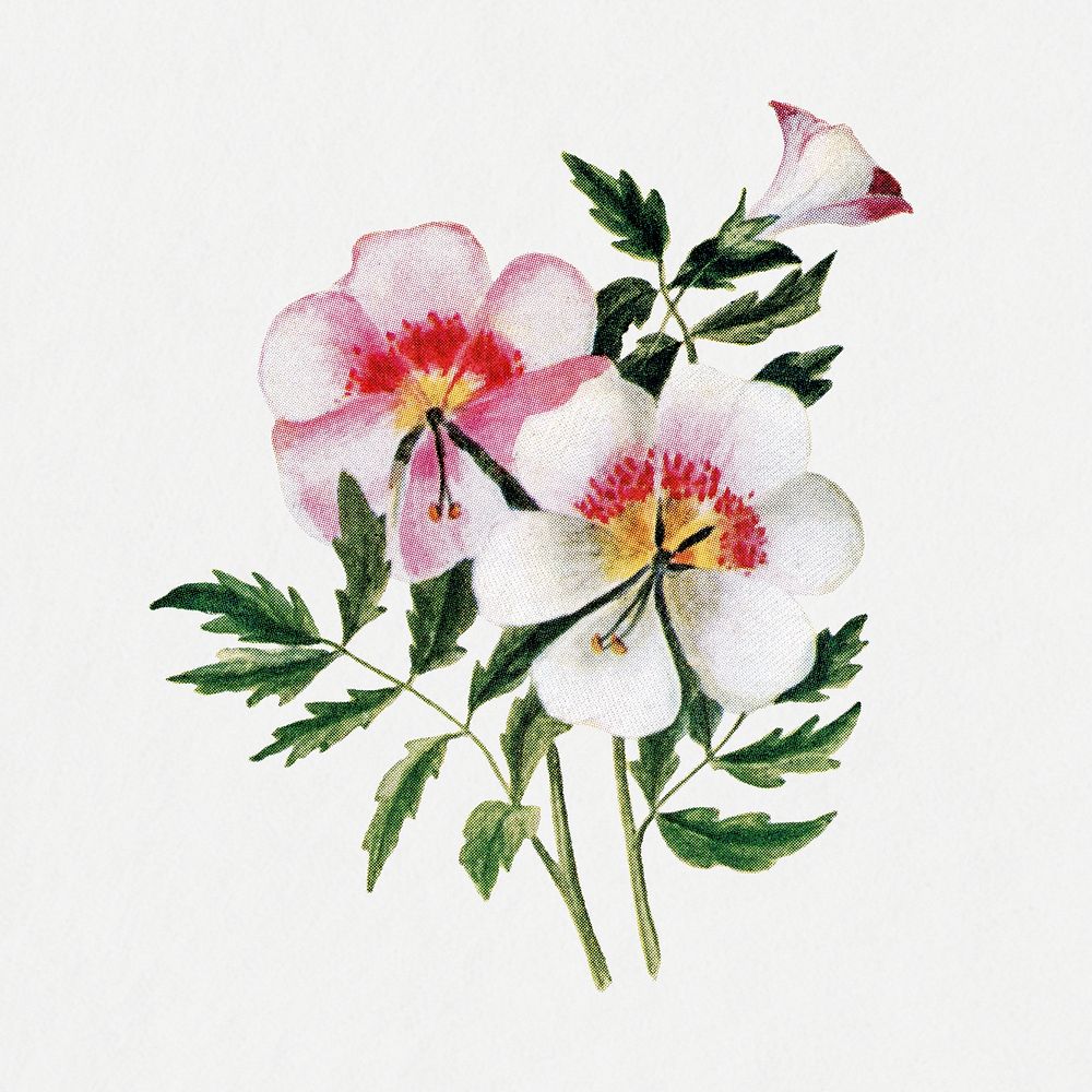 Schizanthus flower clipart, botanical illustration psd, digitally enhanced from our own original copy of The Open Door to…