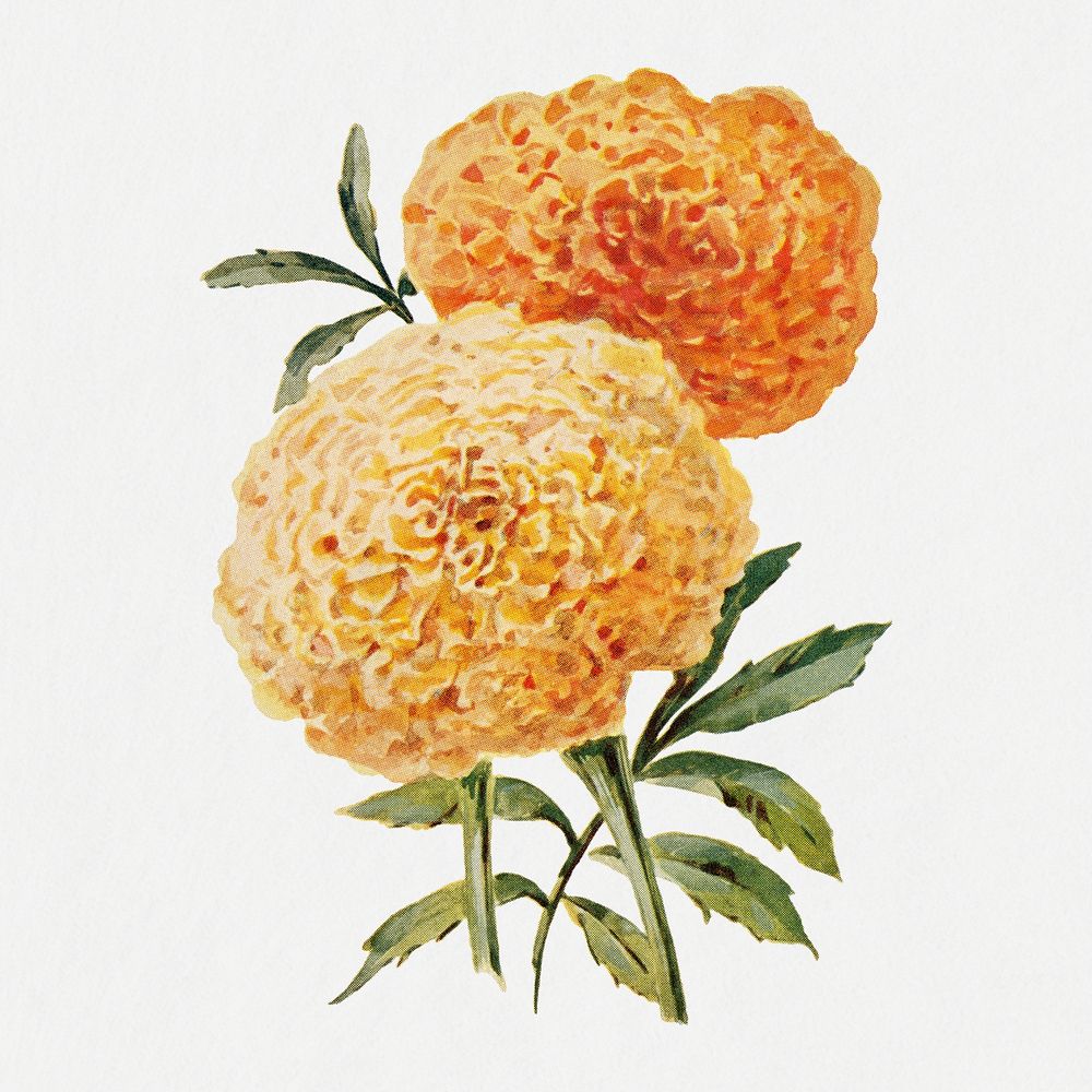 Marigold flower sticker, vintage watercolor illustration psd, digitally enhanced from our own original copy of The Open Door…