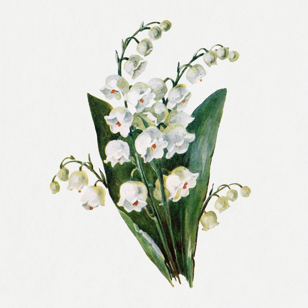 Lily of the valley flower collage element, botanical illustration psd, digitally enhanced from our own original copy of The…
