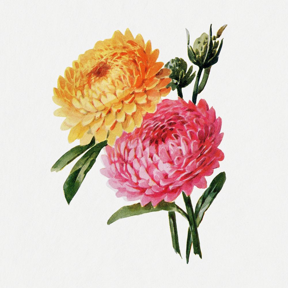 Helichrysum flower sticker, watercolor illustration psd, digitally enhanced from our own original copy of The Open Door to…