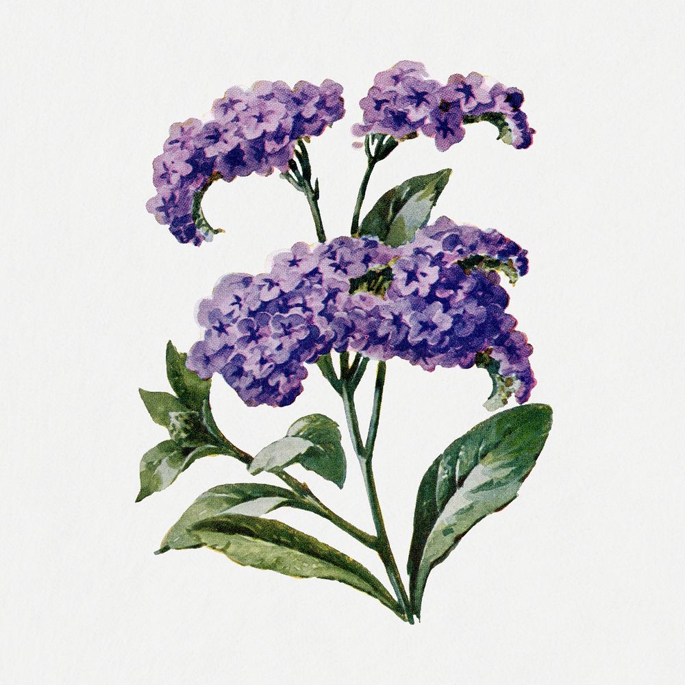 Heliotrope flower sticker, watercolor illustration psd, digitally enhanced from our own original copy of The Open Door to…