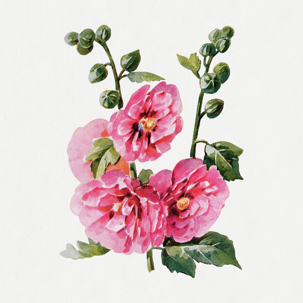 Hollyhock flower sticker, watercolor illustration psd, digitally enhanced from our own original copy of The Open Door to…