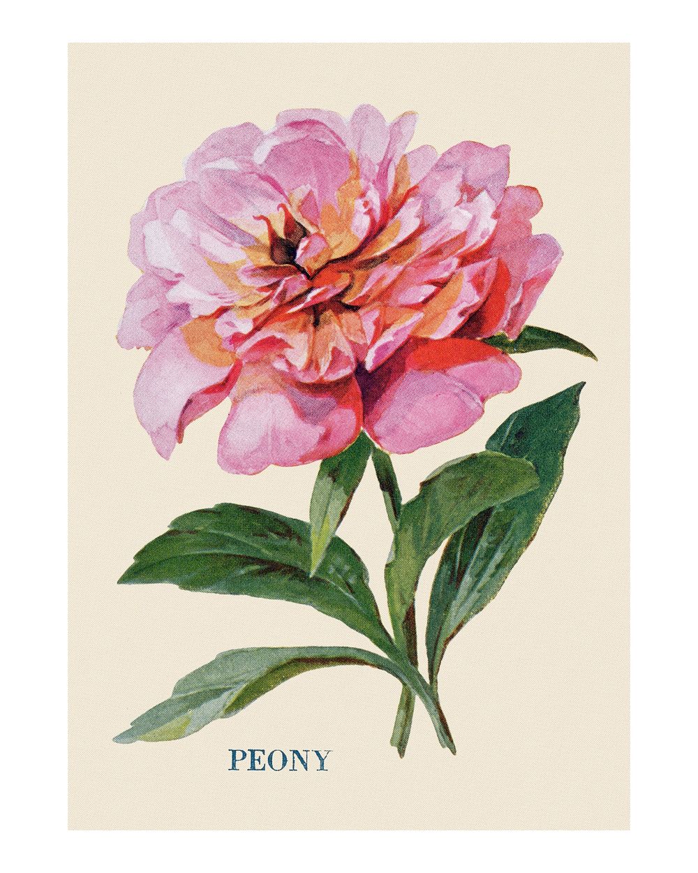 Peony flower poster, vintage watercolor painting, digitally enhanced from our own original copy of The Open Door to…