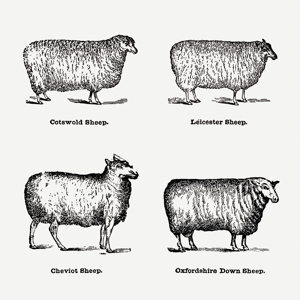 Vintage sheep drawing. Digitally enhanced from our own original copy of The Open Door to Independence (1915) by Thomas E.…