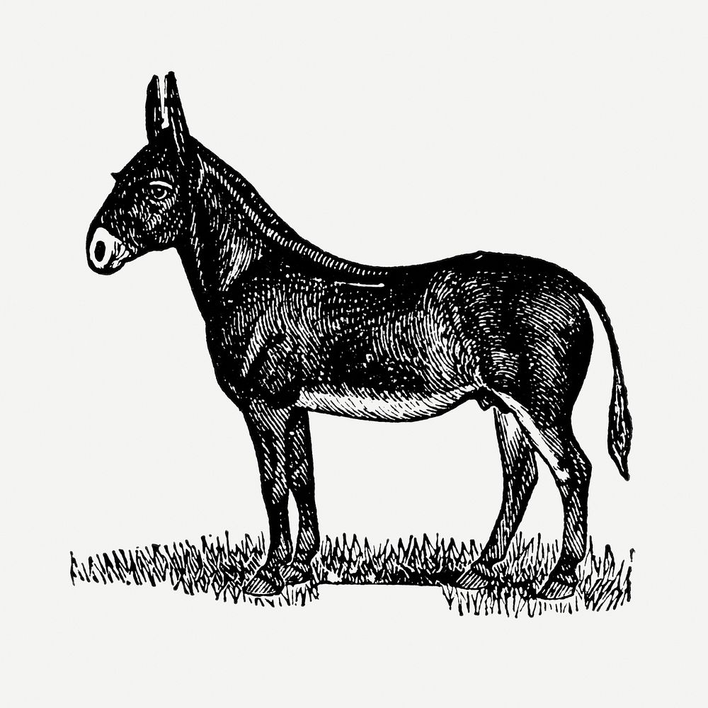 Mule sticker, black ink drawing psd, digitally enhanced from our own original copy of The Open Door to Independence (1915)…