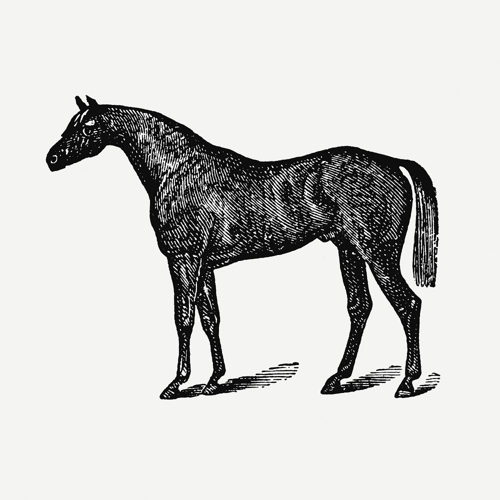 Horse sticker, black ink drawing psd, digitally enhanced from our own original copy of The Open Door to Independence (1915)…