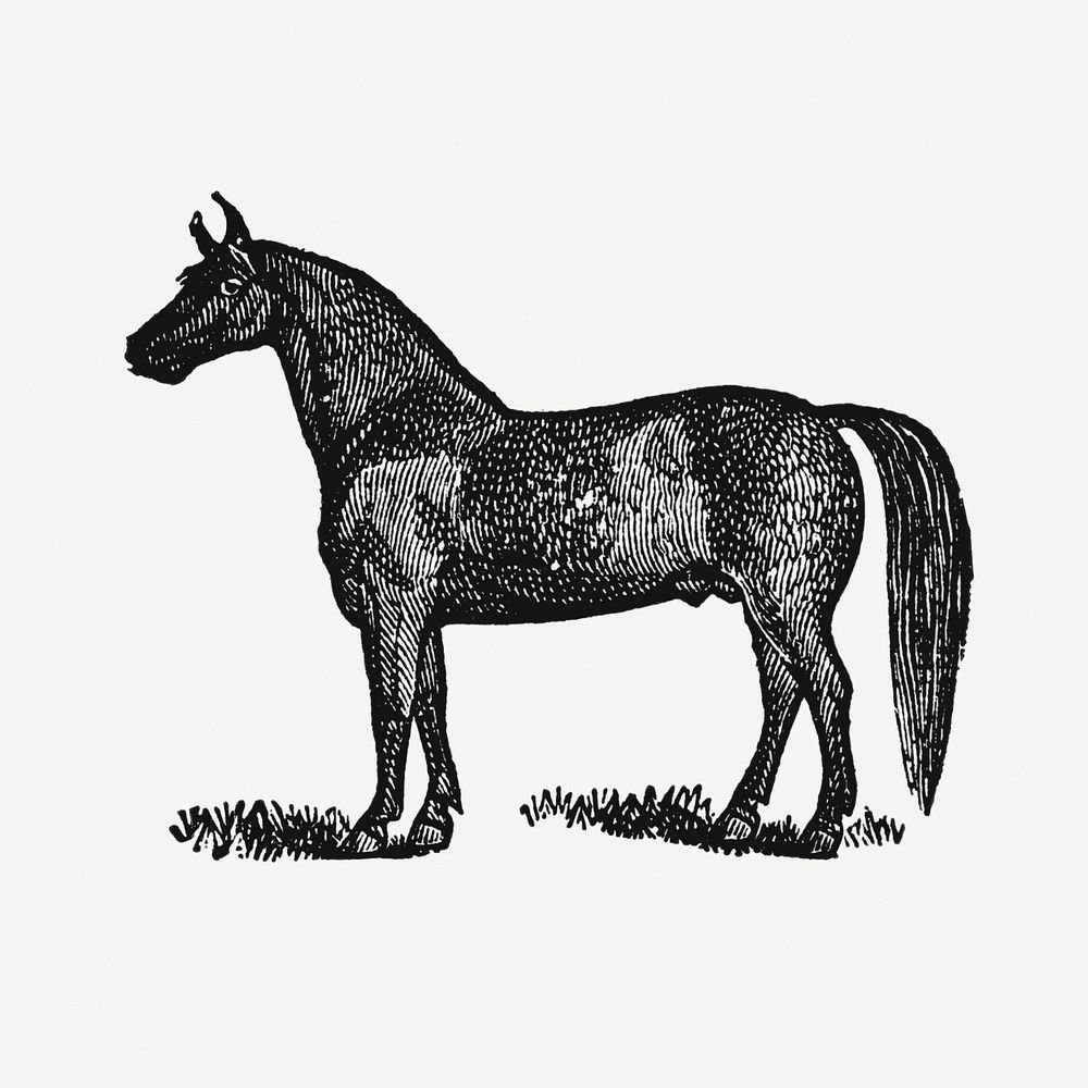 Horse sticker, black ink drawing psd, digitally enhanced from our own original copy of The Open Door to Independence (1915)…