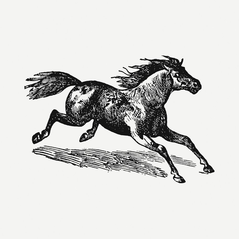 Running horse sticker, black ink drawing psd, digitally enhanced from our own original copy of The Open Door to Independence…