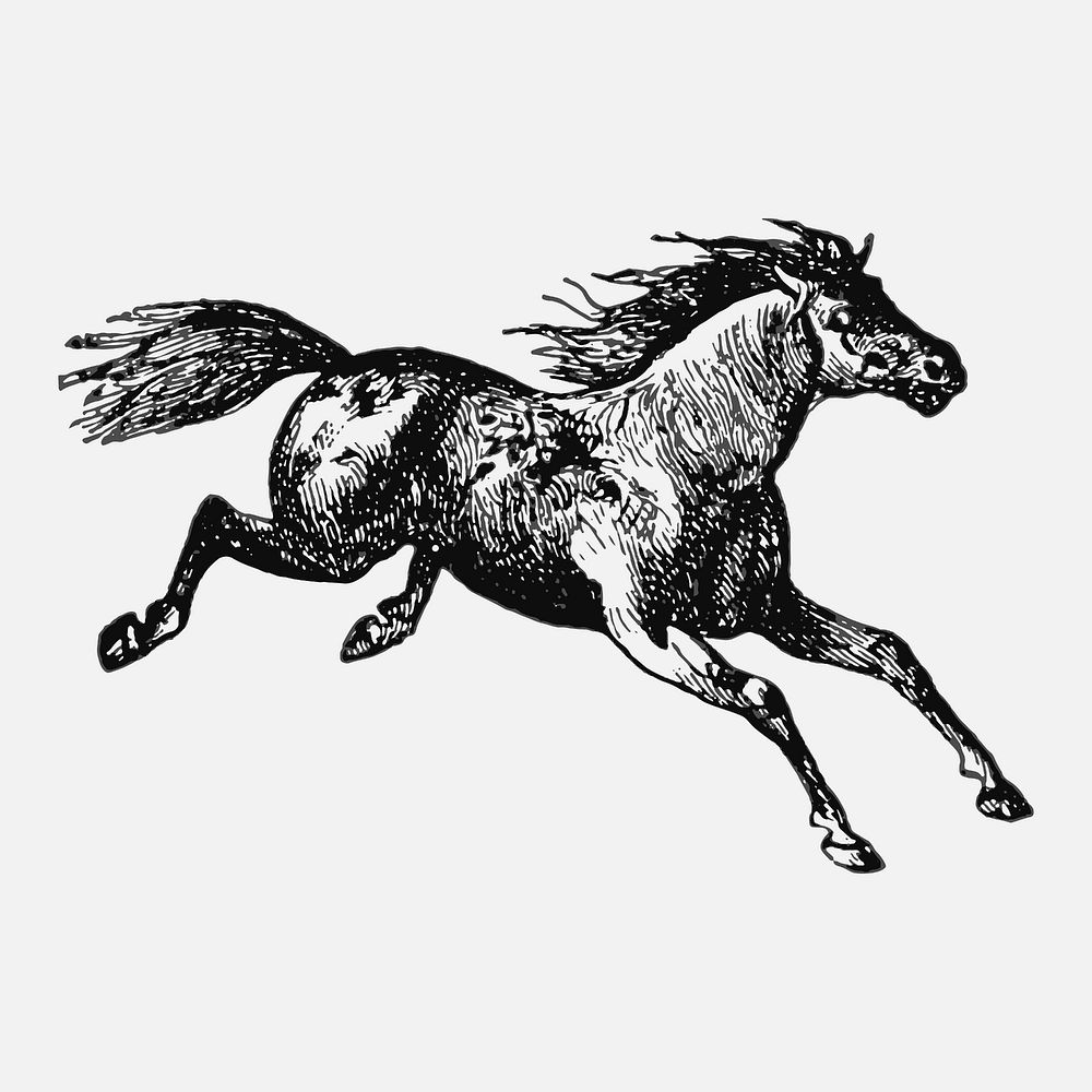 Running horse sticker, black ink drawing vector, digitally enhanced from our own original copy of The Open Door to…