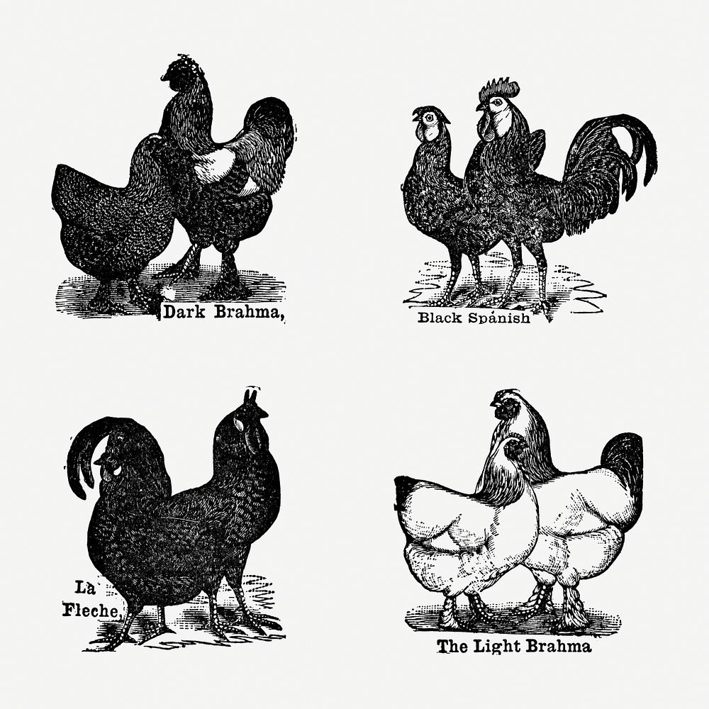 Vintage chicken drawing. Digitally enhanced from our own original copy of The Open Door to Independence (1915) by Thomas E.…