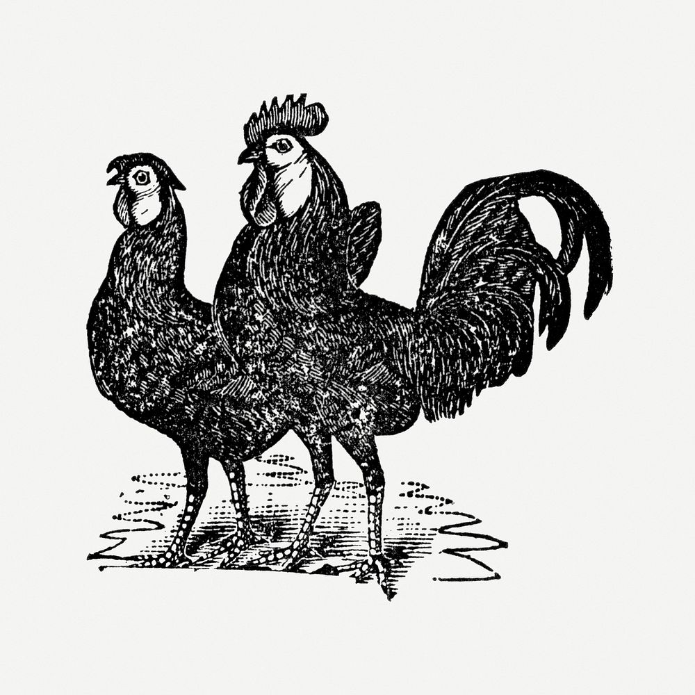 Chicken sticker, black ink drawing psd, digitally enhanced from our own original copy of The Open Door to Independence…