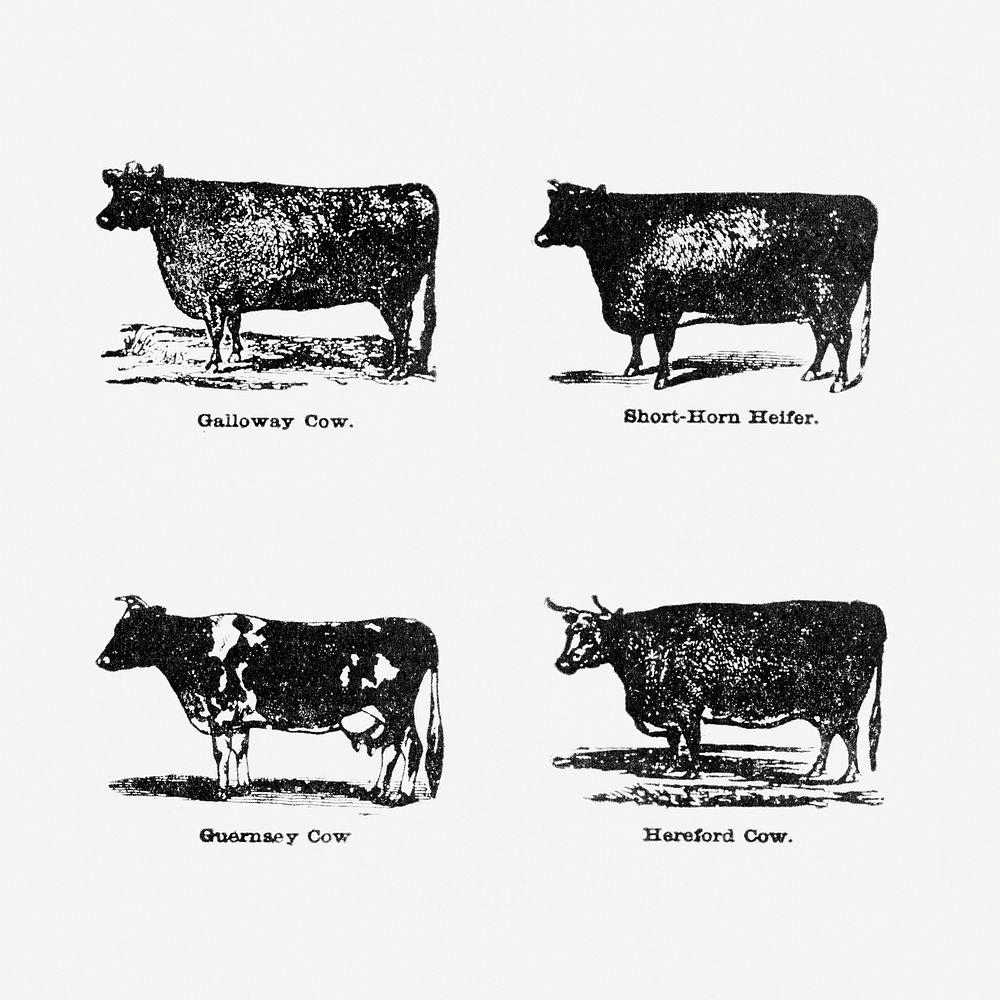 Vintage cow drawing. Digitally enhanced from our own original copy of The Open Door to Independence (1915) by Thomas E.…