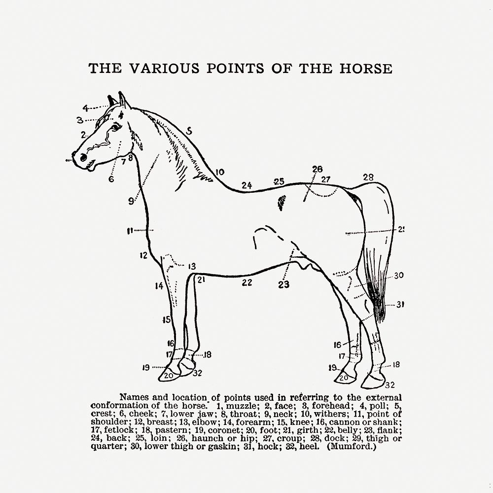 Vintage horse anatomy. Digitally enhanced from our own original copy of The Open Door to Independence (1915) by Thomas E.…