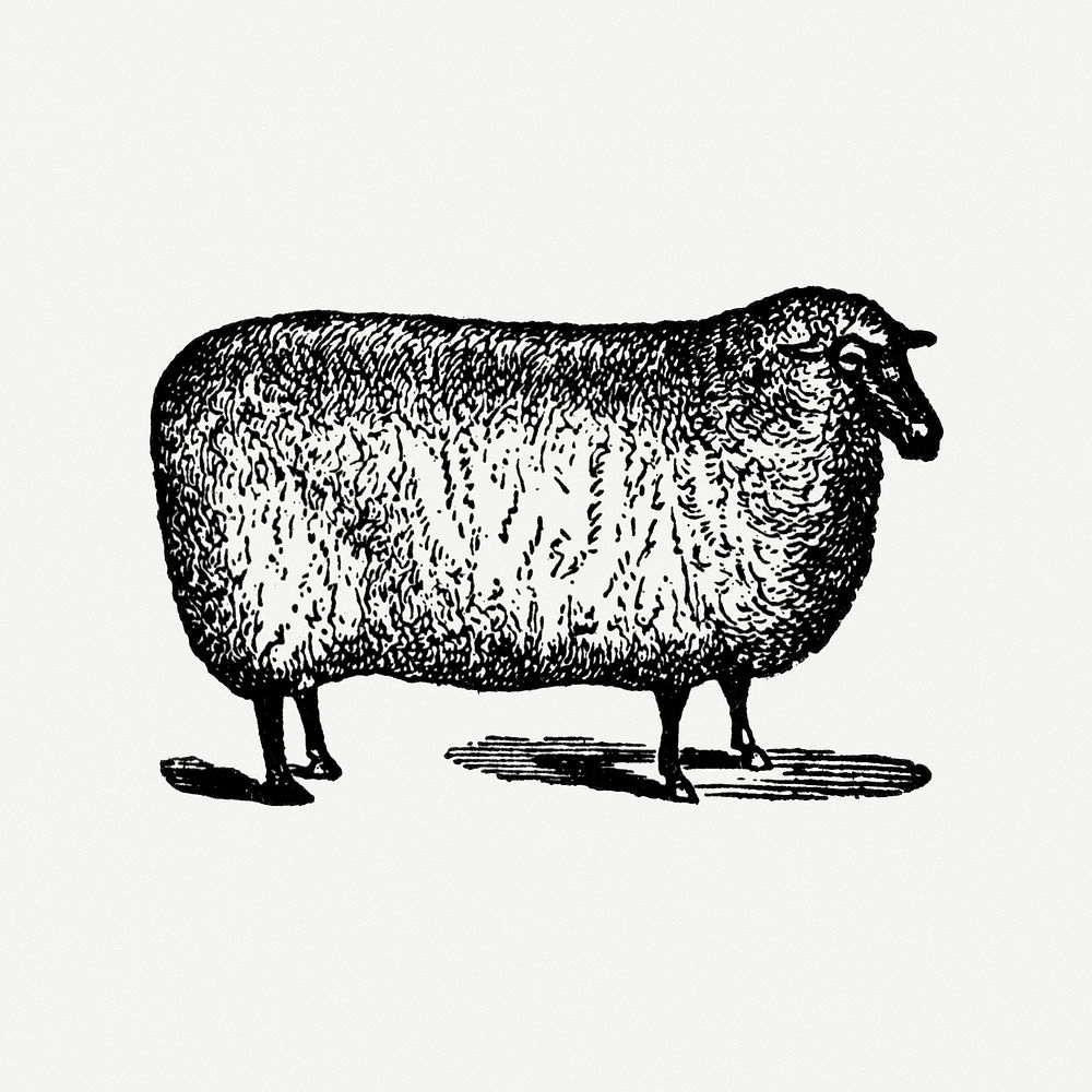 Sheep collage element, black ink drawing psd, digitally enhanced from our own original copy of The Open Door to Independence…