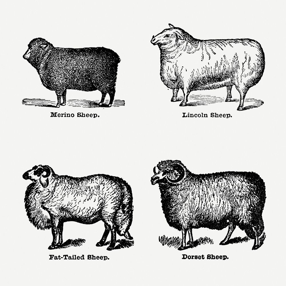 Vintage sheep drawing. Digitally enhanced from our own original copy of The Open Door to Independence (1915) by Thomas E.…