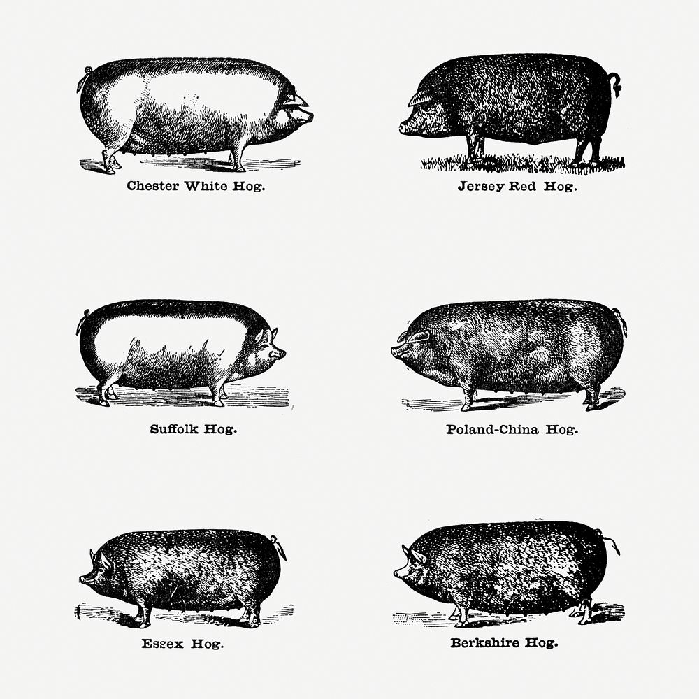 Understanding the Size Potential of Berkshire Pigs: An In-Depth Guide ...